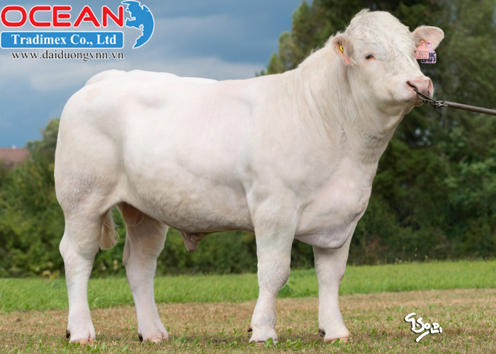 Đực giống Balzac Z Mokrysova